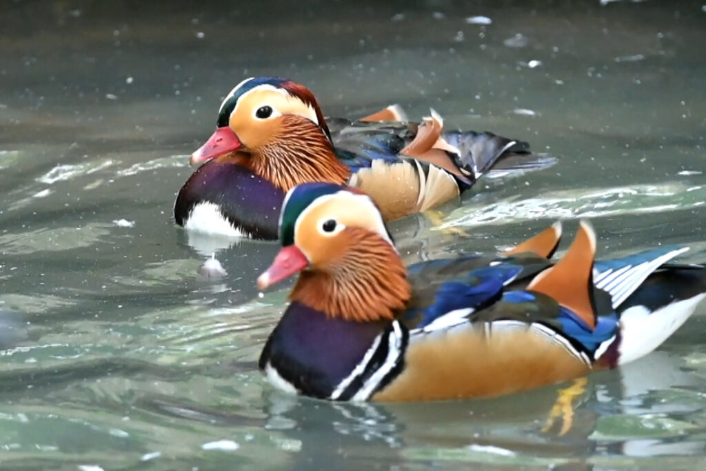 Autors: Publicitātes foto.