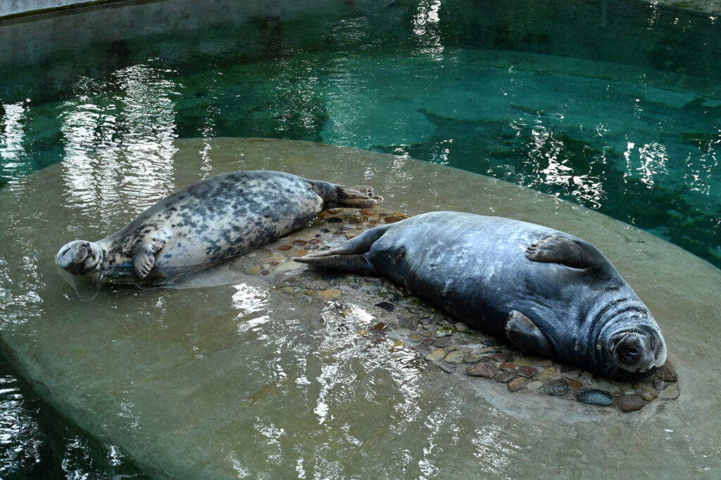 Autors: Publicitātes foto.