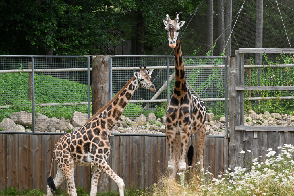 Autors: Publicitātes foto.