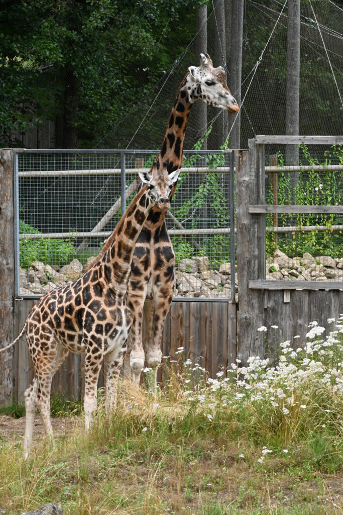 Autors: Publicitātes foto.