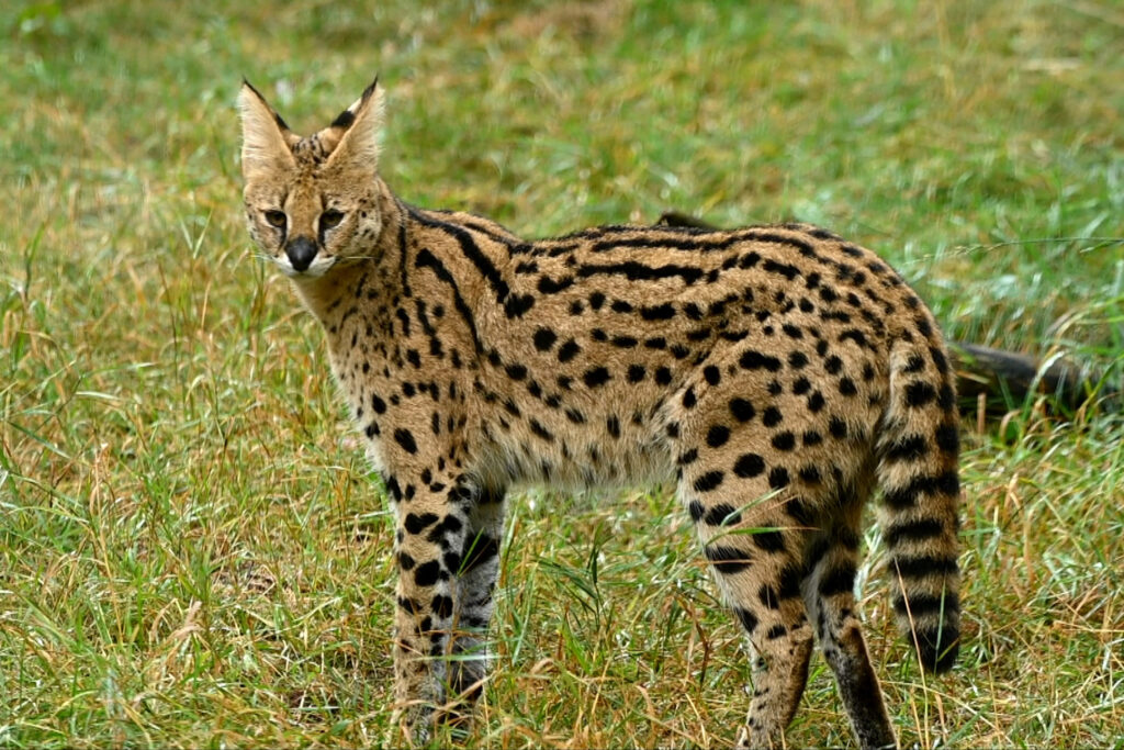 Autors: Publicitātes foto.