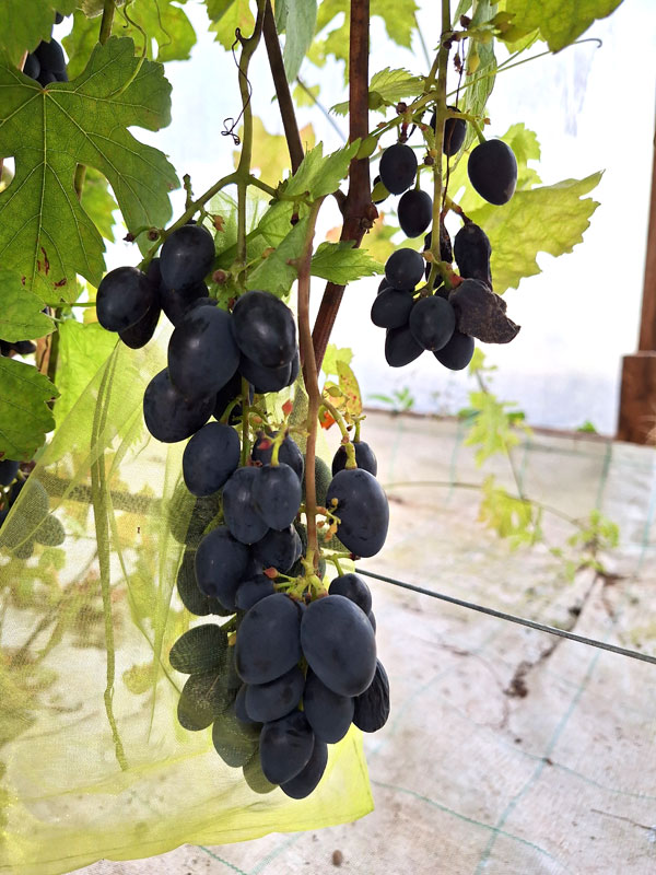 Šogad pirmais uznāciens arī ‘Sexy’. 
Autors: Foto – Kristīne Sēnele