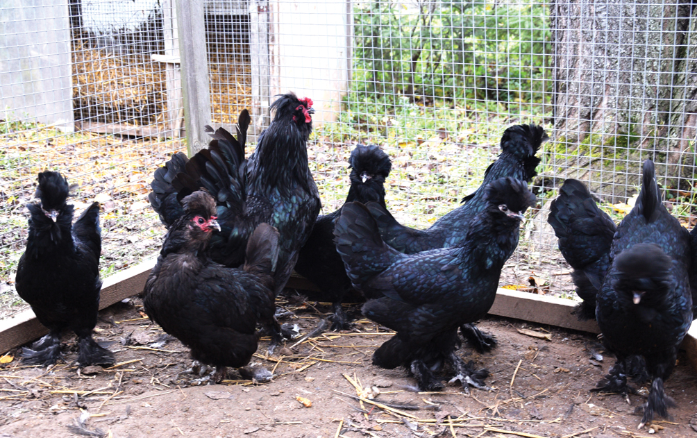 Jānis ar paziņu Krievijā atjauno gandrīz izzudušo Sibīrijas vistas šķirni.
Autors: Foto – Māris Krūmiņš