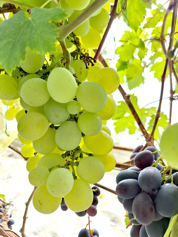 'Smaragd'
Autors: Foto – Kristīne Sēnele