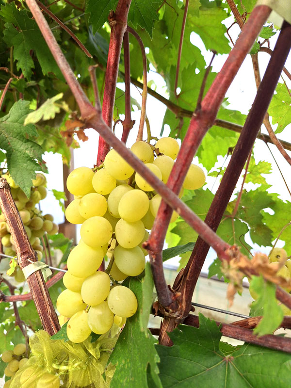 ‘Sonora’. 
Autors: Foto – Kristīne Sēnele