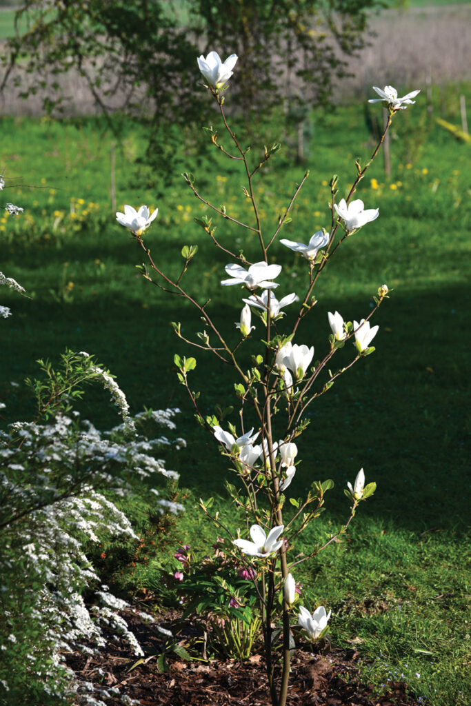 ‘String of Pearls’.
Autors: Foto no Elīnas Kilēvicas personiskā arhīva