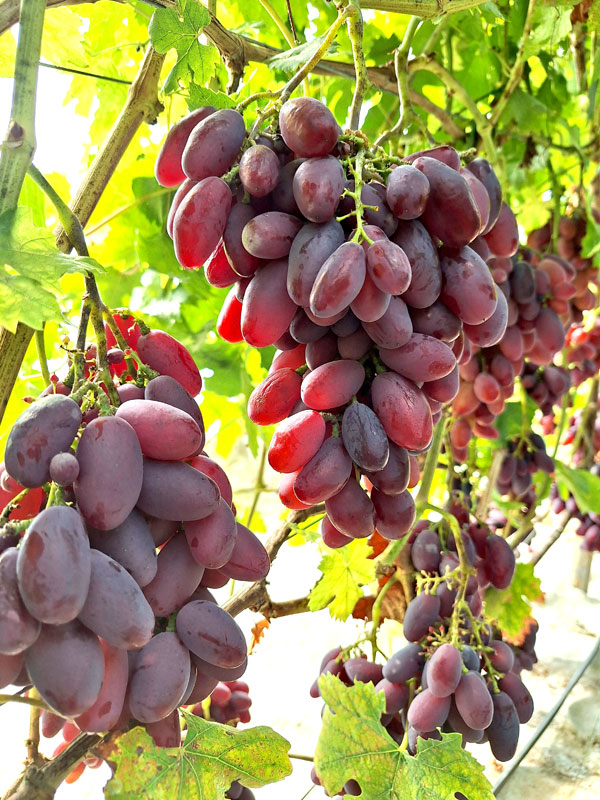 'Taldun' 
Autors: Foto – Kristīne Sēnele