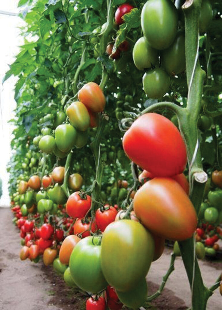 ‘Kongo F1’.
Autors: Foto no D. Lesiņas personiskā arhīva.