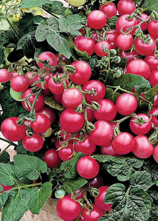 ‘Rhianna F1’.
Autors: Foto no D. Lesiņas personiskā arhīva.