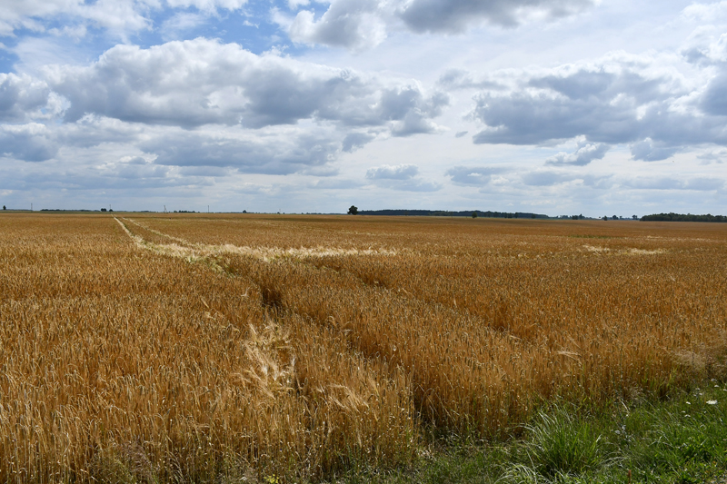 Šo lauku vietā griezīsies vēja turbīnas.
Autors: Ivars Bogdanovs