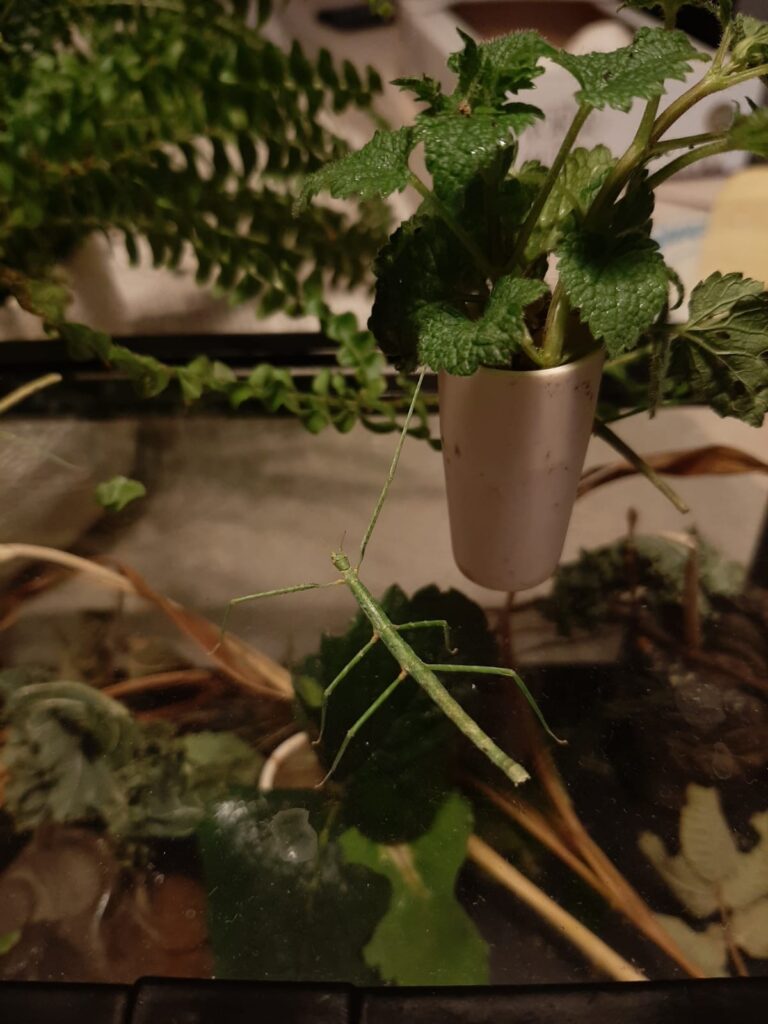 Zarkukaiņi parasti izaug 8–12 cm gari. Tie var būt brūni, zaļi vai melni. Šo kukaiņu dzīves ilgums ir aptuveni gads, taču nereti tie nodzīvo dažus mēnešus ilgāk.
Autors: www.bauskasdzive.lv