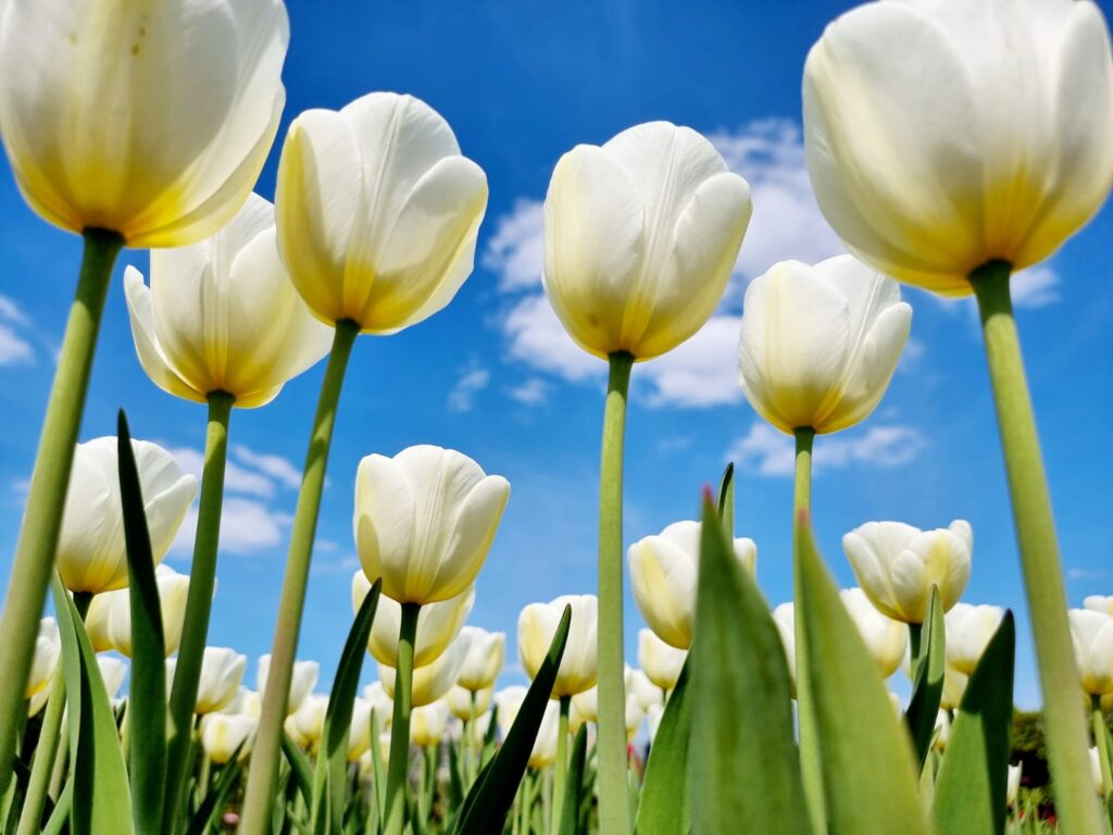 Autors: www.bauskasdzive.lv