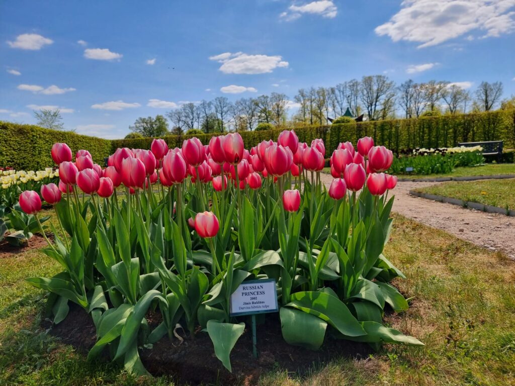 Autors: www.bauskasdzive.lv