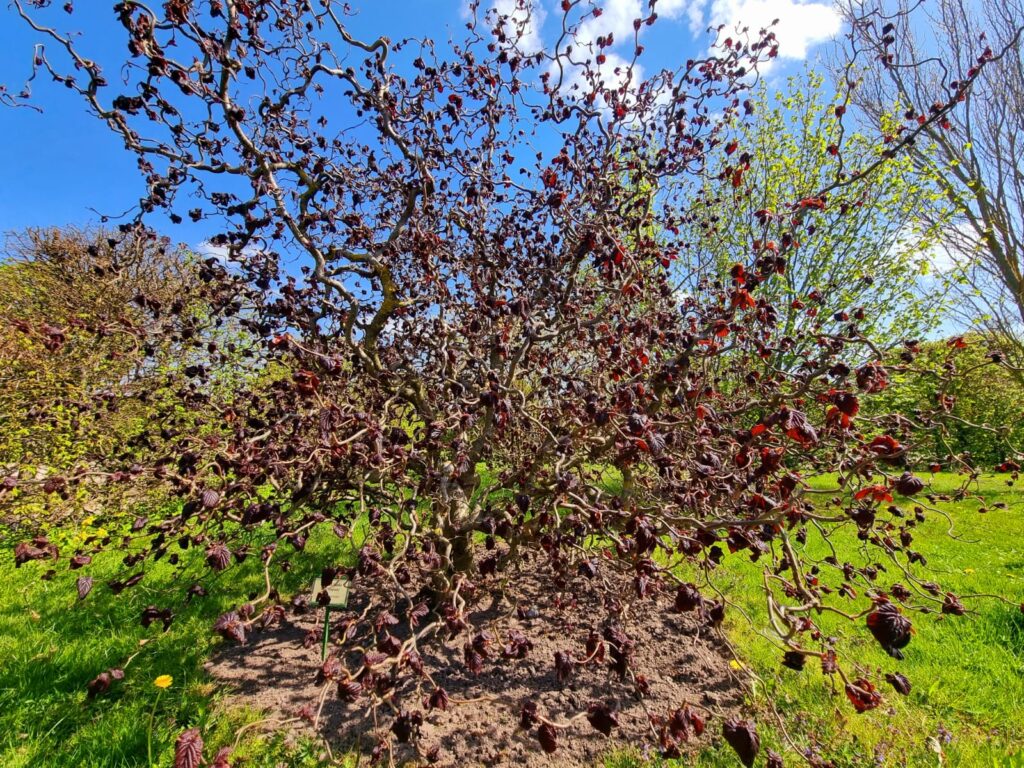 Autors: www.bauskasdzive.lv