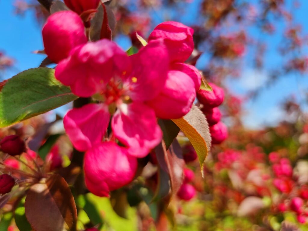 Autors: www.bauskasdzive.lv