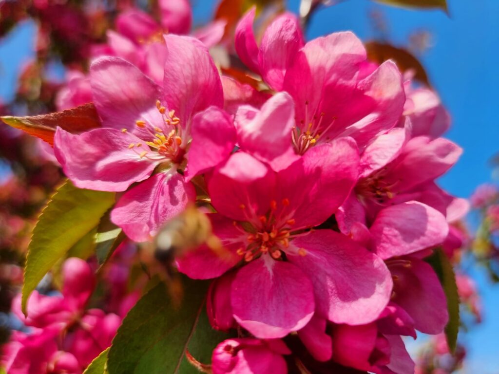 Autors: www.bauskasdzive.lv