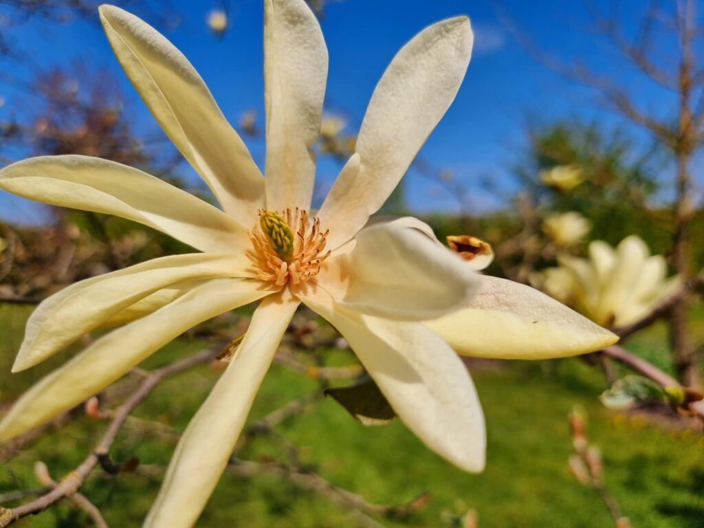 Autors: www.bauskasdzive.lv