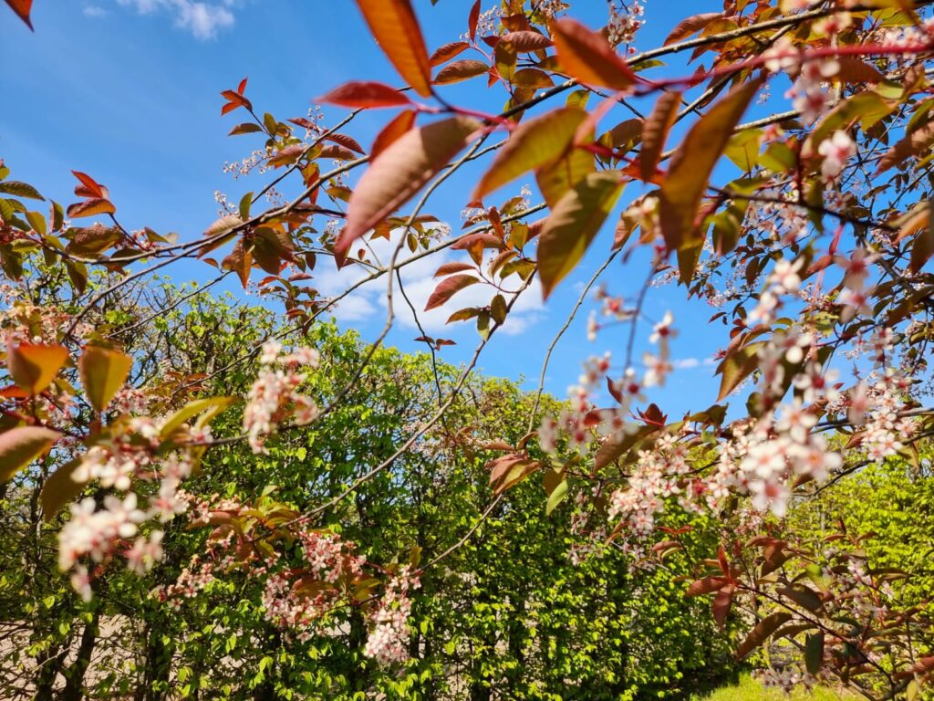 Autors: www.bauskasdzive.lv