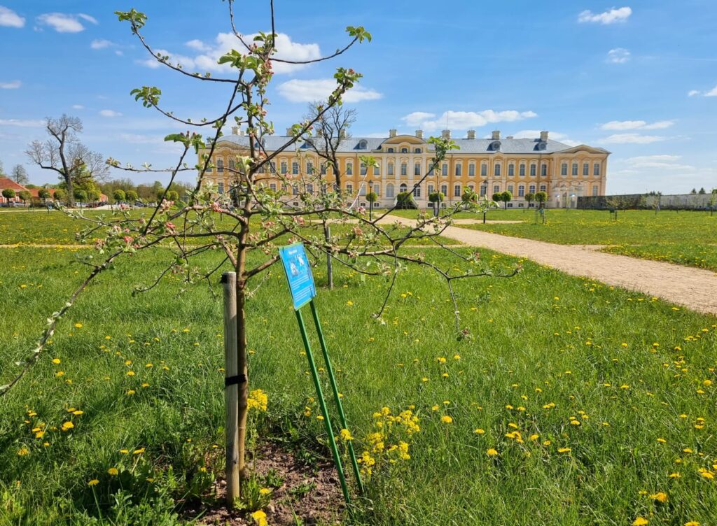 Autors: www.bauskasdzive.lv