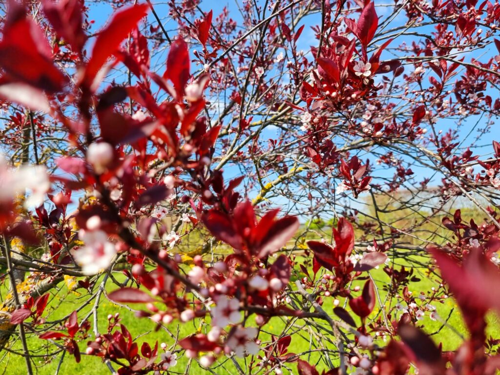 Autors: www.bauskasdzive.lv