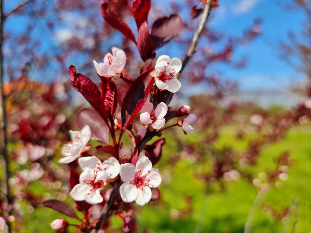 Autors: www.bauskasdzive.lv