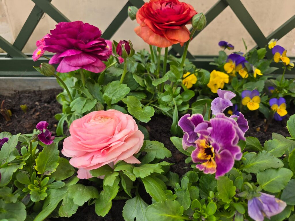 Autors: www.bauskasdzive.lv