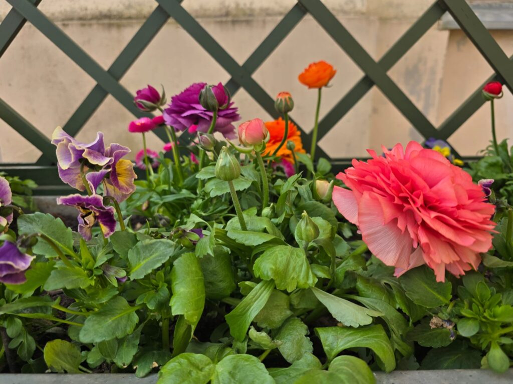 Autors: www.bauskasdzive.lv