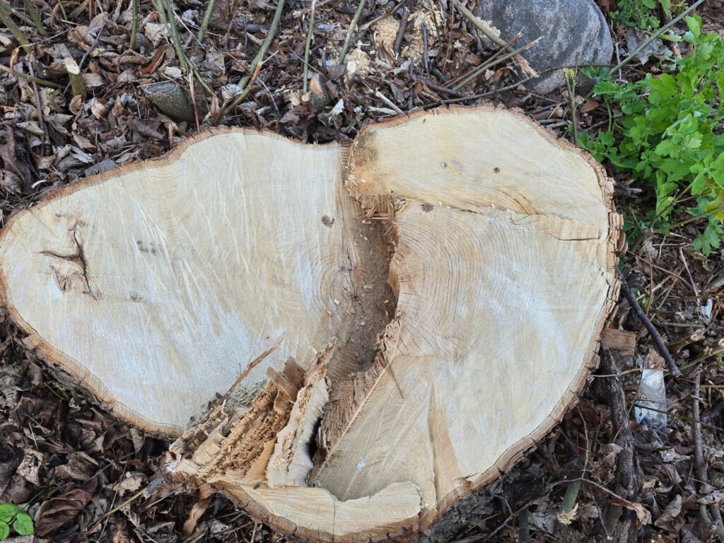 Autors: www.bauskasdzive.lv