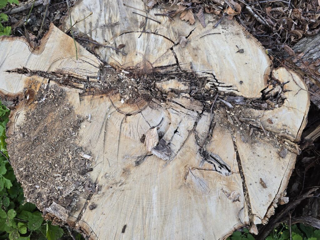 Autors: www.bauskasdzive.lv