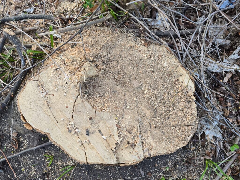 Autors: www.bauskasdzive.lv