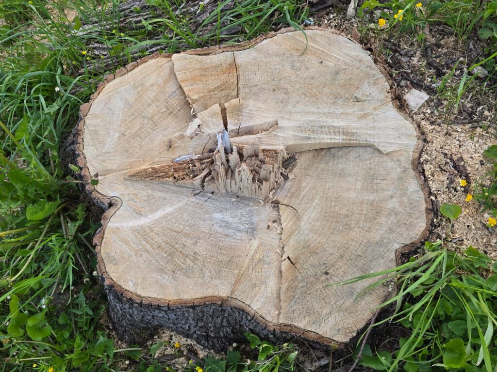 Autors: www.bauskasdzive.lv