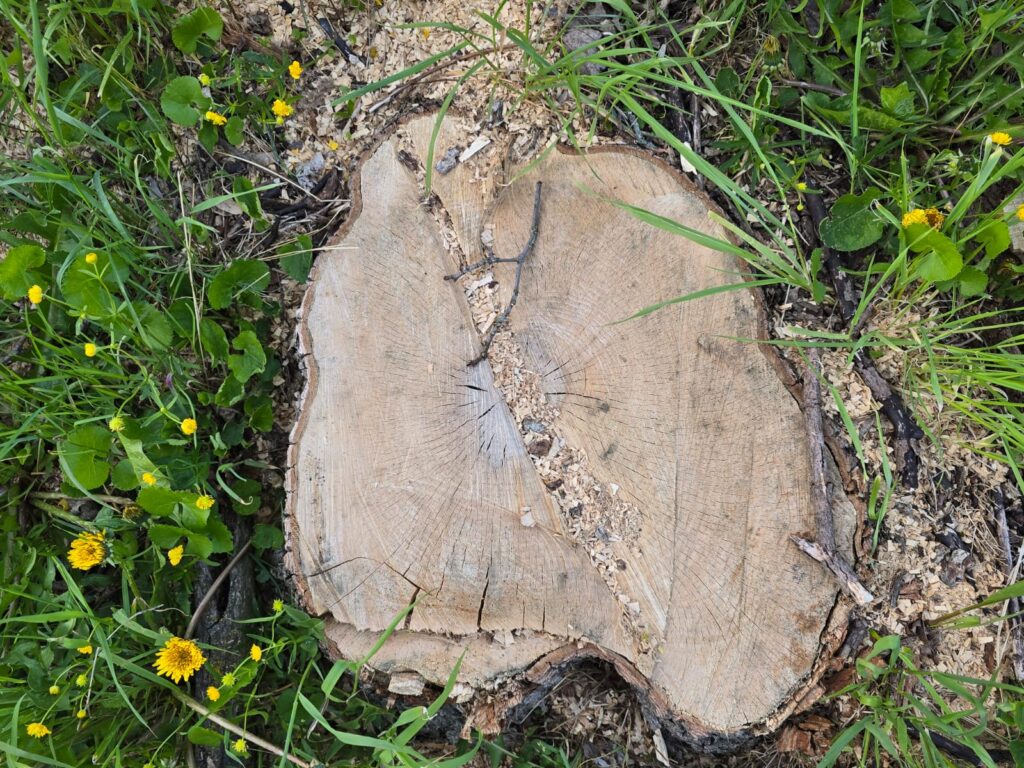 Autors: www.bauskasdzive.lv