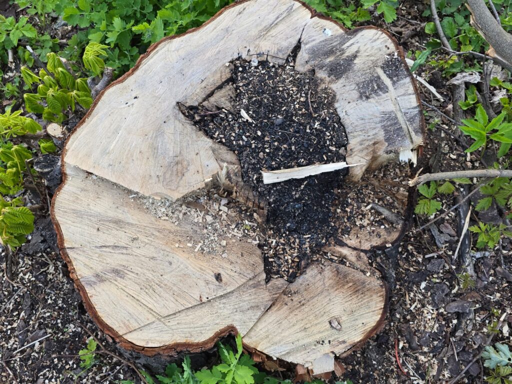 Autors: www.bauskasdzive.lv