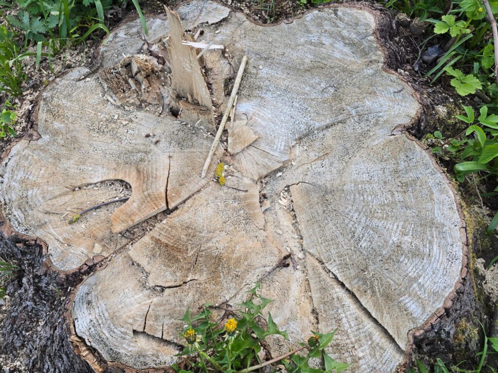 Autors: www.bauskasdzive.lv