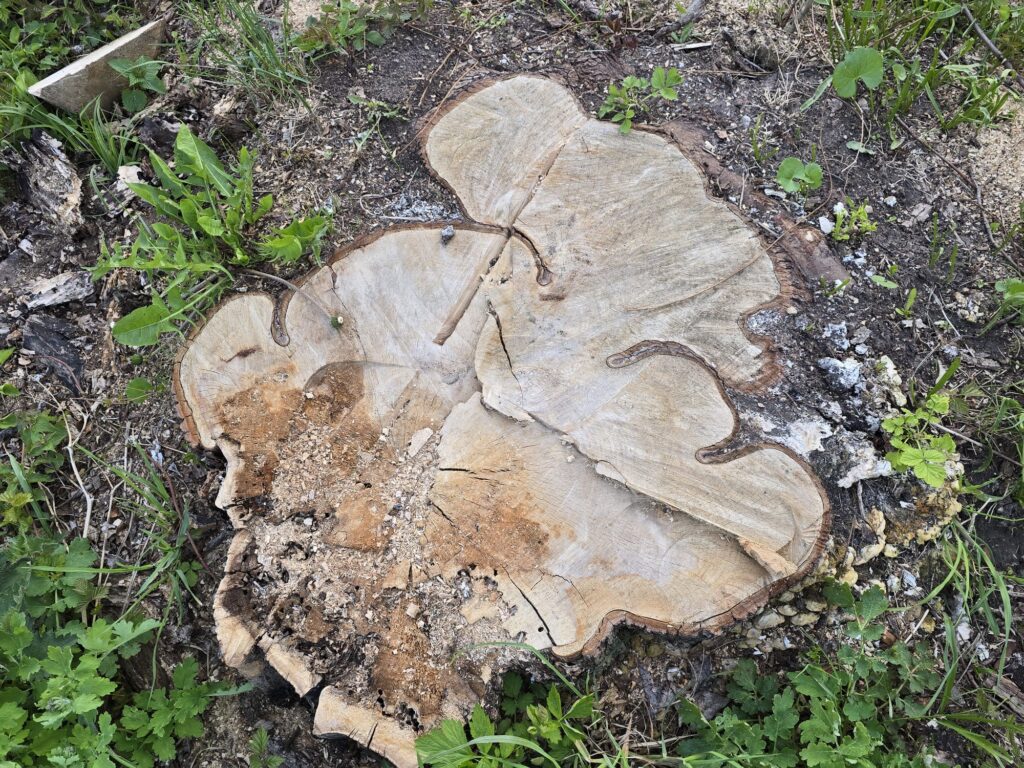 Autors: www.bauskasdzive.lv