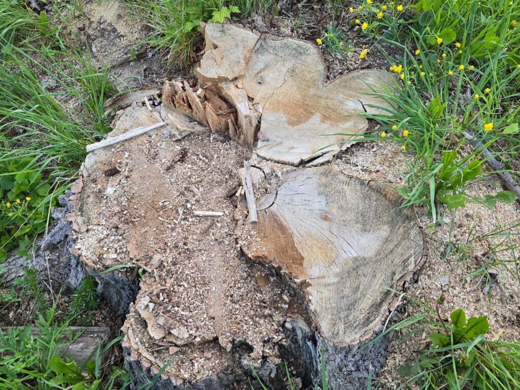 Autors: www.bauskasdzive.lv