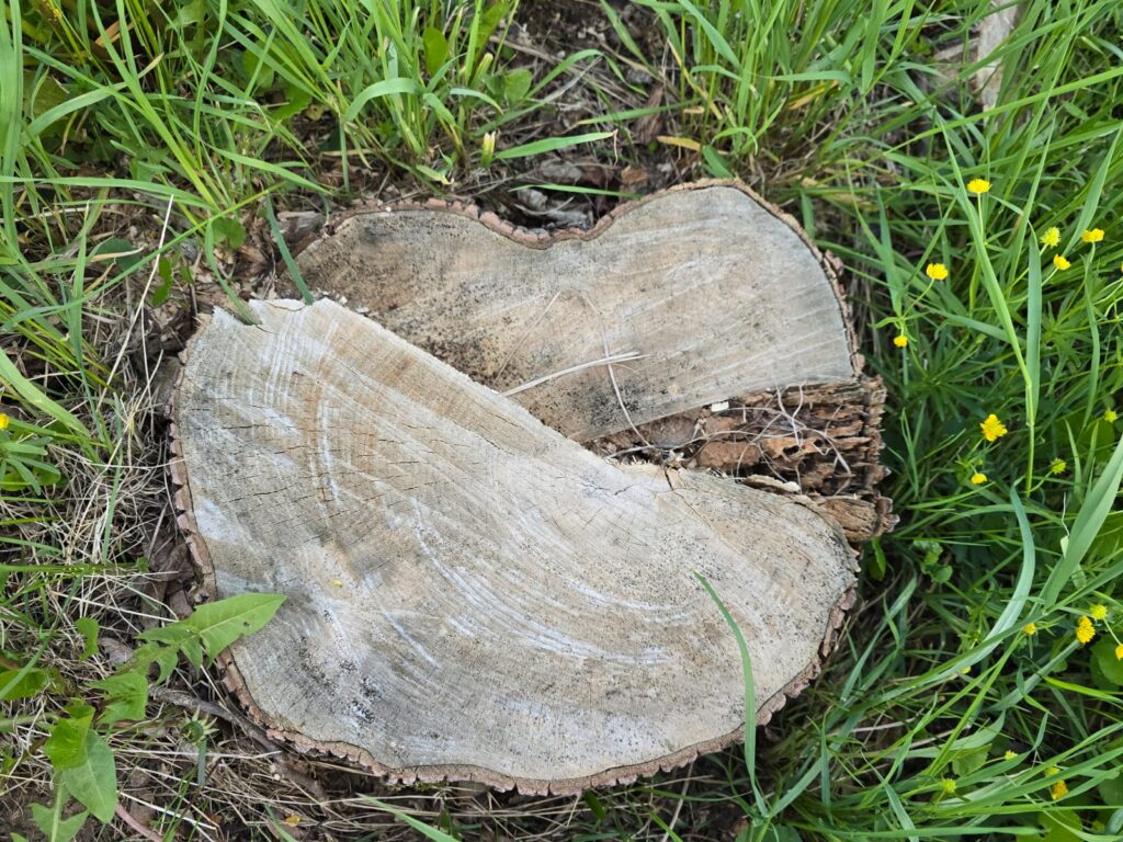 Autors: www.bauskasdzive.lv