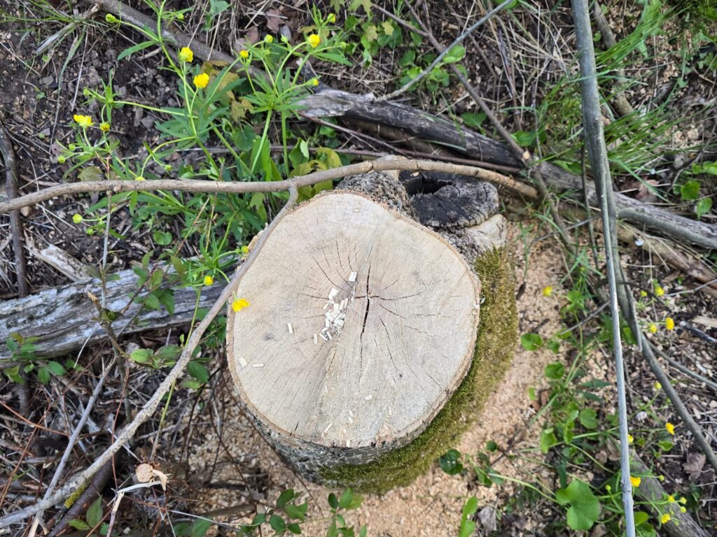 Autors: www.bauskasdzive.lv