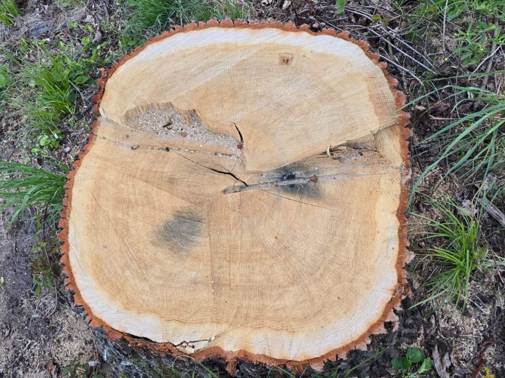 Autors: www.bauskasdzive.lv