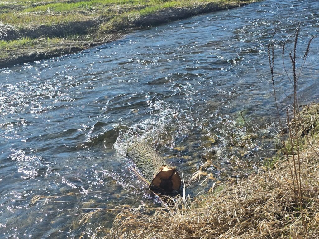 Autors: www.bauskasdzive.lv