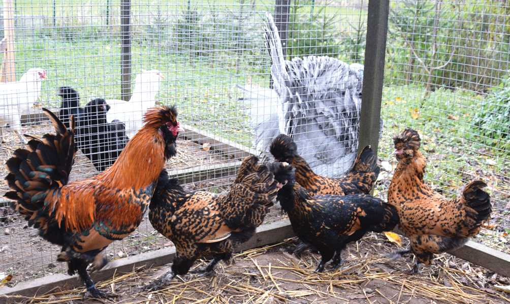 Ideālai ‘Zelta Pavlovai’ svarīgs katrs melnais punktiņš uz zeltainbrūnajām spalvām.
Autors: Foto – Māris Krūmiņš