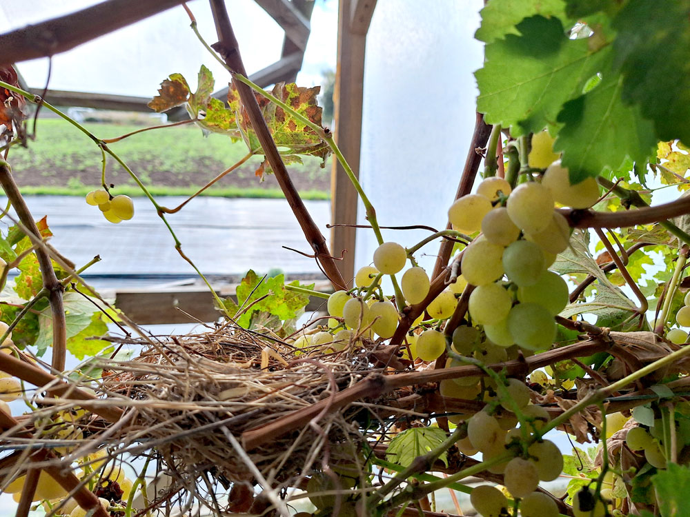 ‘Zemgale’ jau gandrīz noražojusi, bet vietējais mazputniņš iebūvējis tajā ligzdu.
Autors: Foto – Kristīne Sēnele