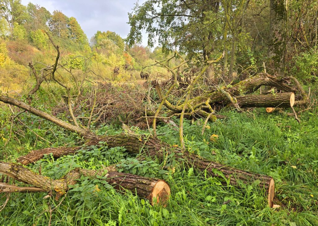 Autors: www.bauskasdzive.lv