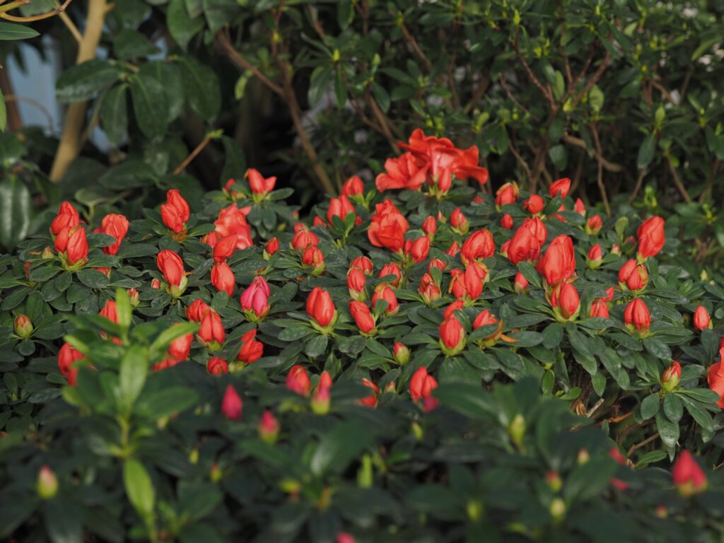 Autors: Lauma Ķeire, LU Botāniskais dārzs