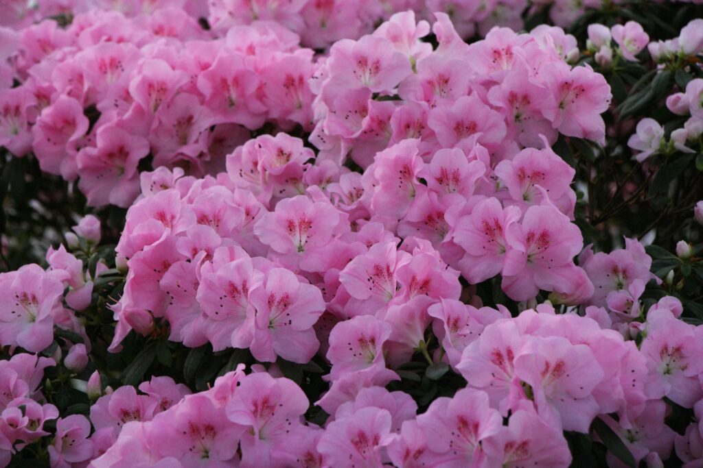 Autors: Publicitātes foto.