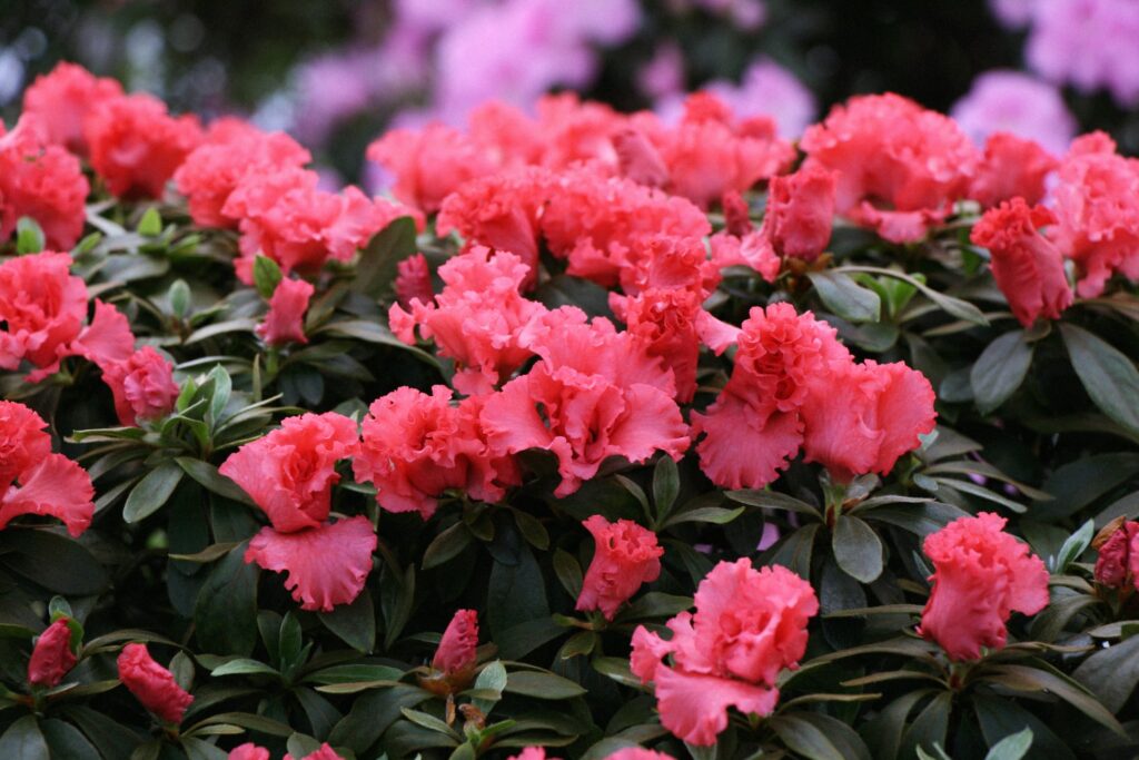 Autors: Publicitātes foto.