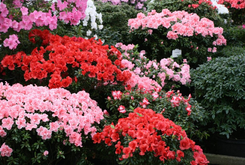 Autors: Publicitātes foto.