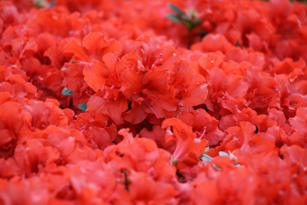 Autors: Publicitātes foto.