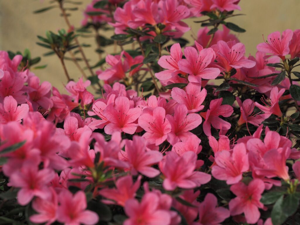 Autors: Lauma Ķeire, LU Botāniskais dārzs