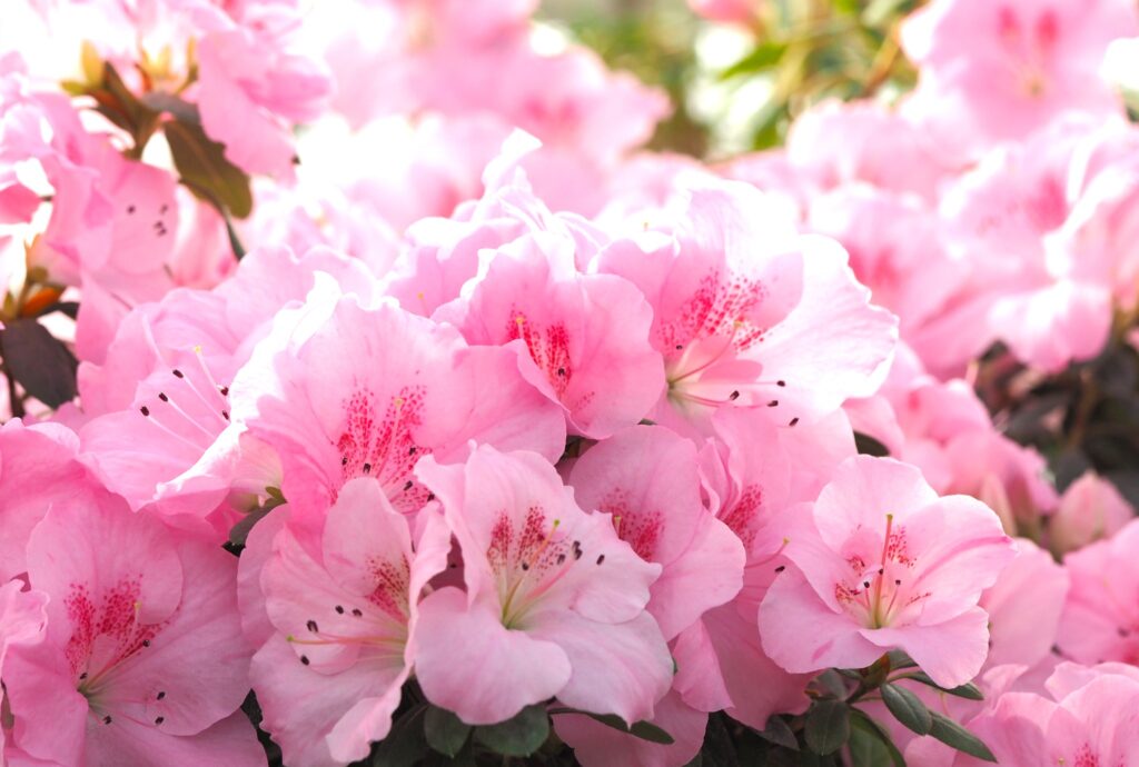 Autors: Lauma Ķeire, LU Botāniskais dārzs